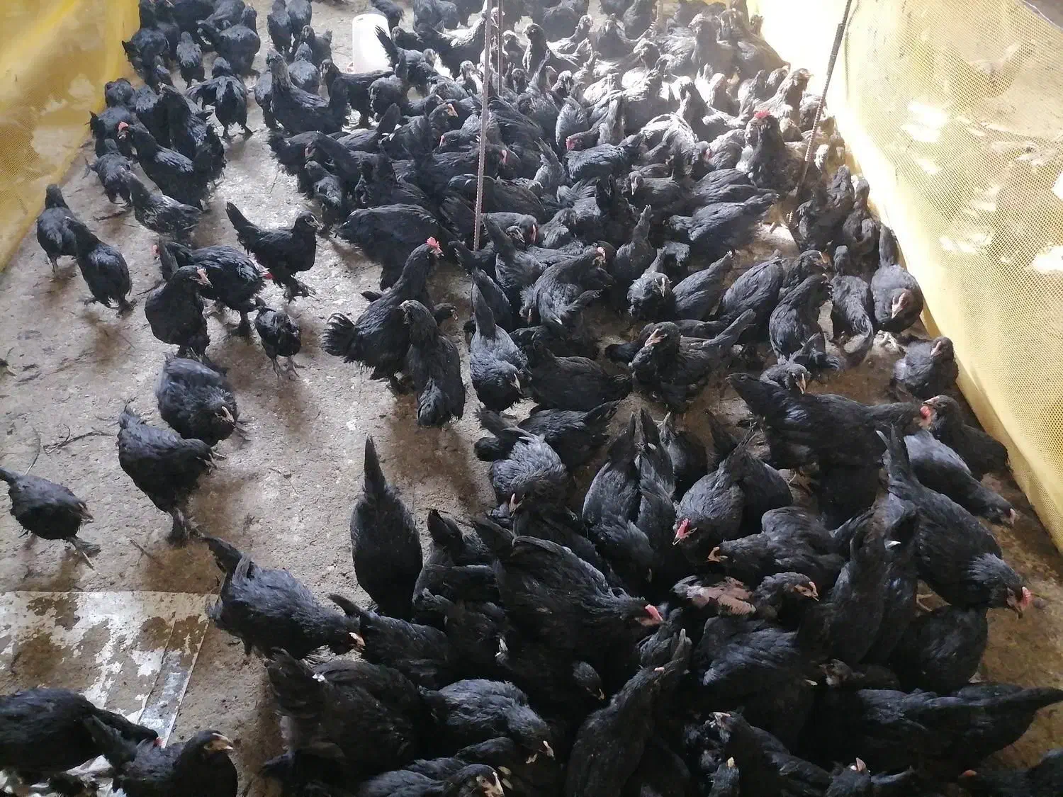 جوجه مرغ و خروس مرندی سیاه اصل(اصالت صددرصد)|حیوانات مزرعه|شیراز, احمدی جنوبی|دیوار