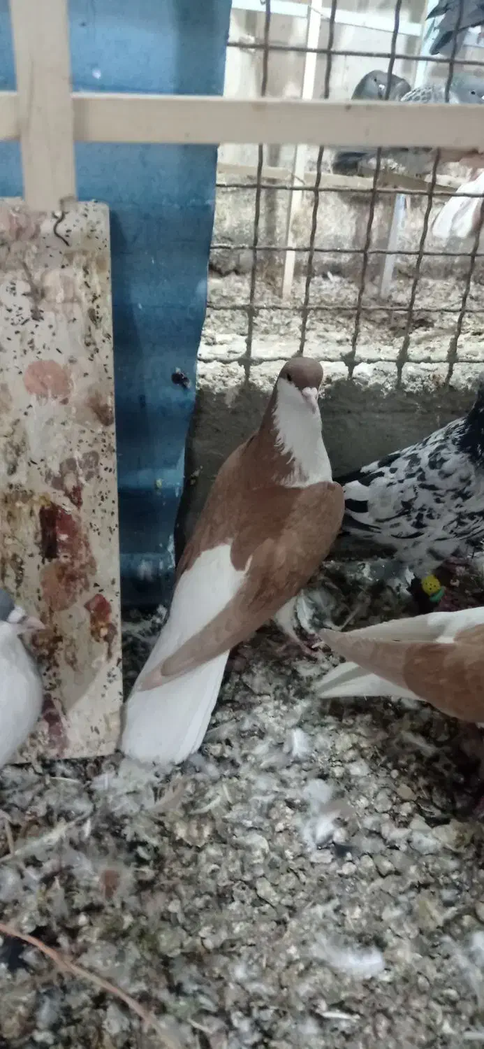 کبوتر پرنده|پرنده|قزوین, |دیوار