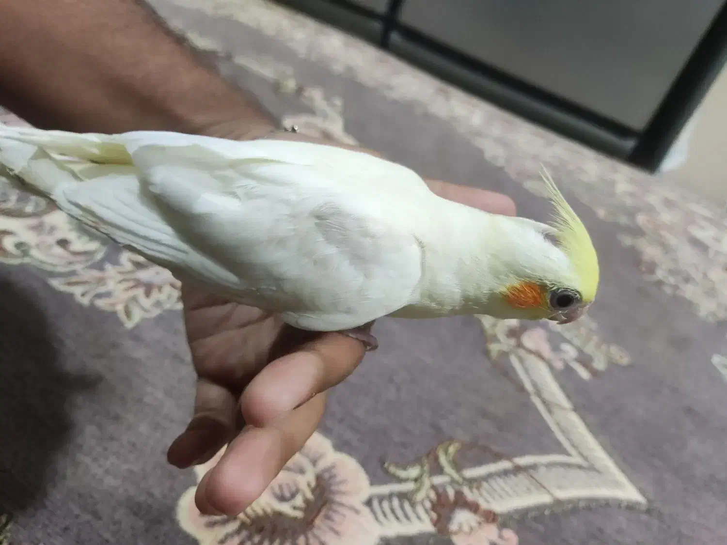 عروس هلندی گم شده|پرنده|دره شهر, |دیوار