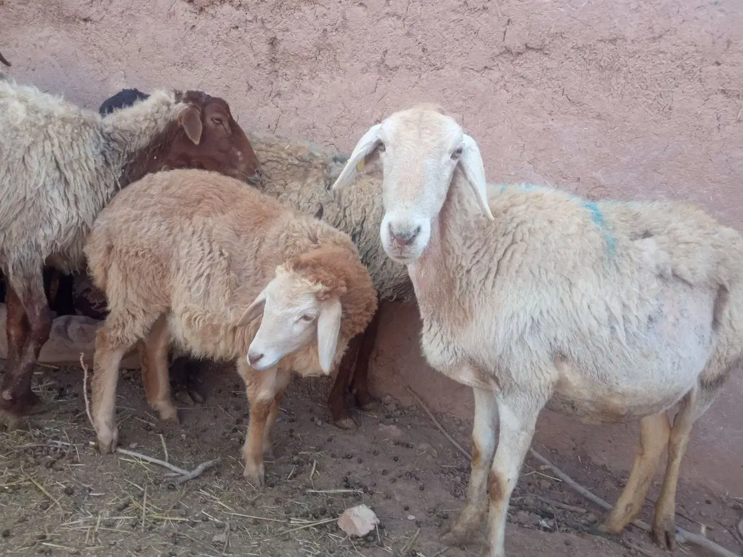 میش|حیوانات مزرعه|تربت جام, جامرود|دیوار