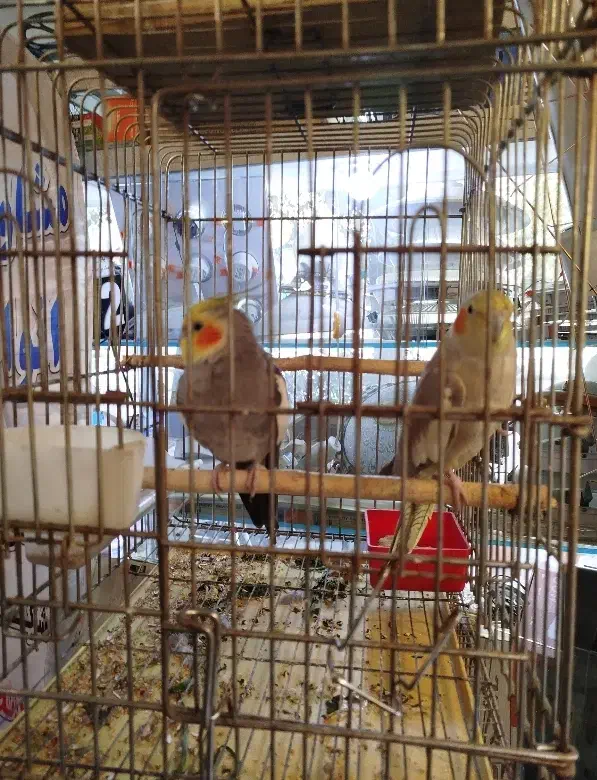 عروس هلندی|پرنده|کرج, عظیمیه|دیوار