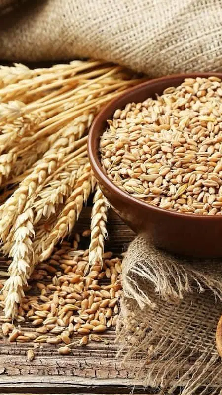 گندم|خوردنی و آشامیدنی|بردسیر, |دیوار