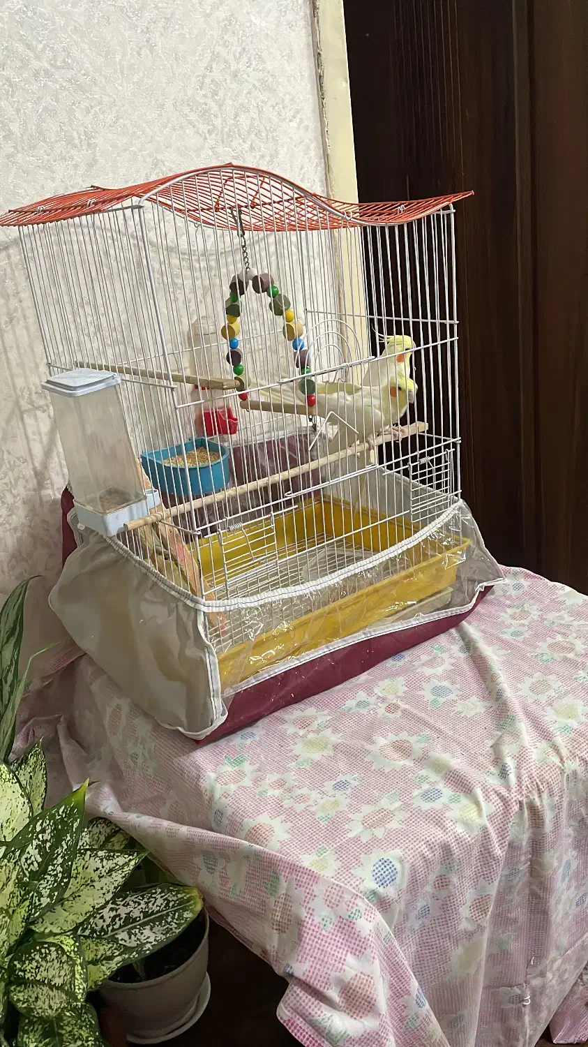 عروس هلندی|پرنده|مراغه, |دیوار