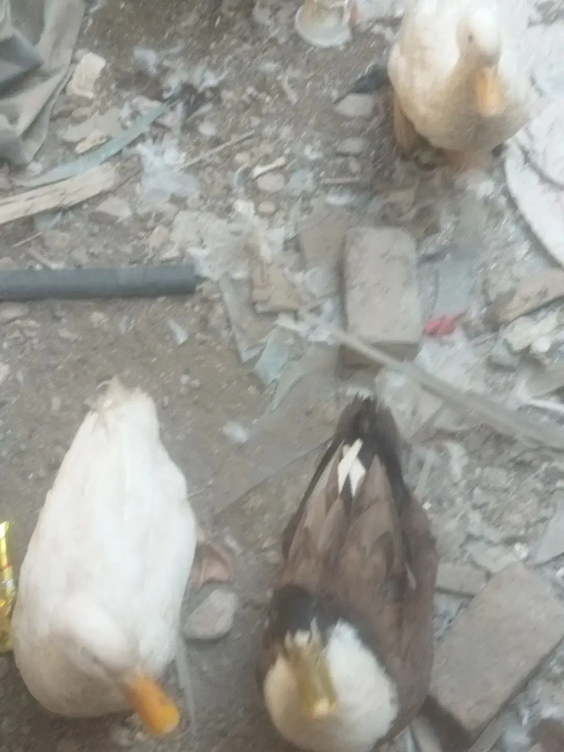 سه عدد اردک بزرگ|حیوانات مزرعه|کیانشهر, |دیوار