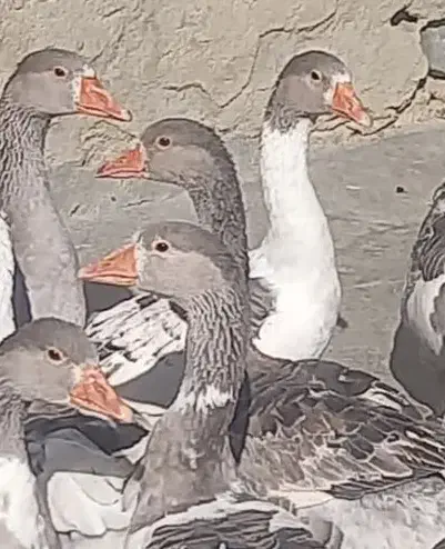 غاز|حیوانات مزرعه|تویسرکان, |دیوار