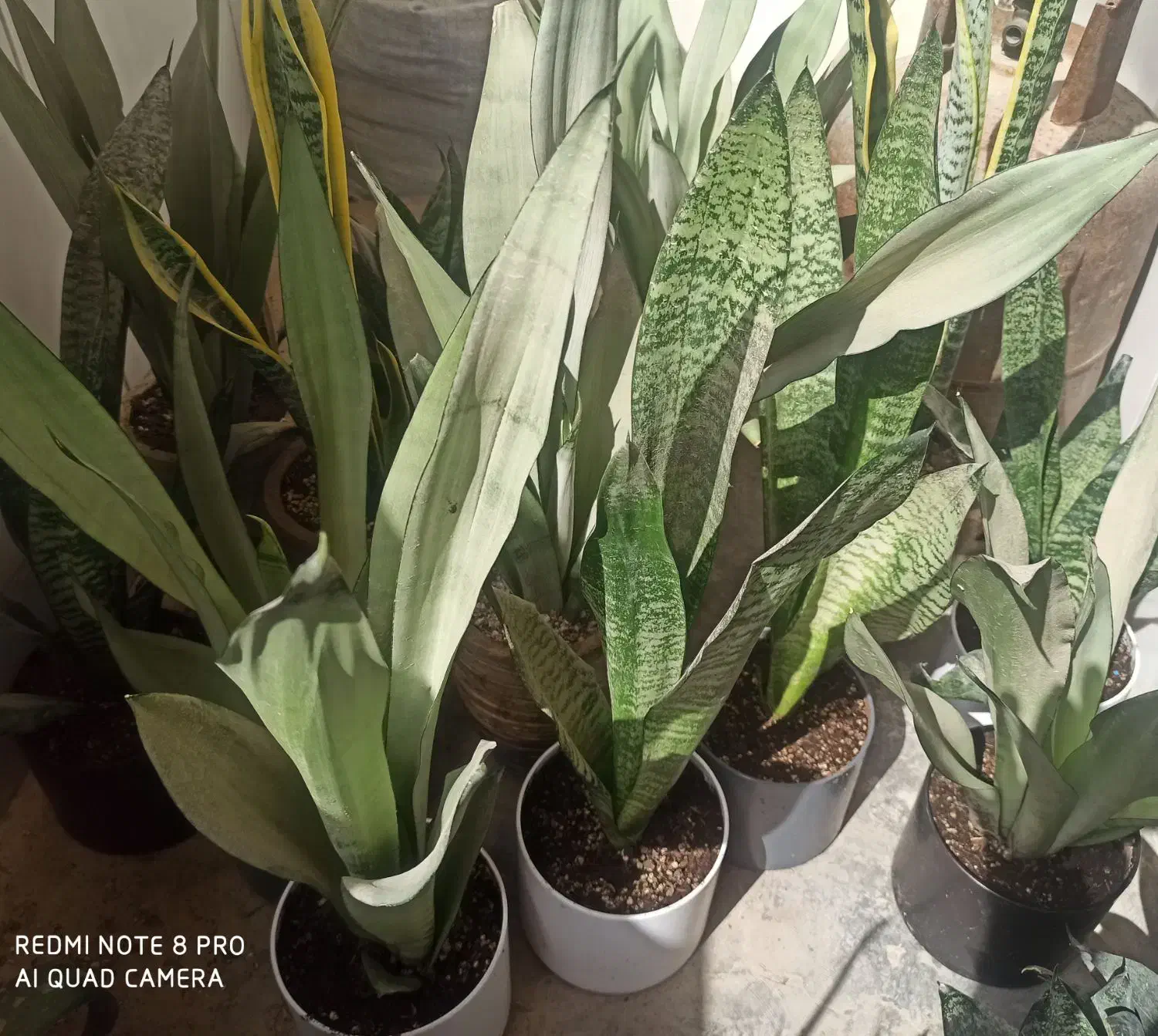 فروش انواع گل‌های سانسوریا|گل و گیاه طبیعی|چابهار, |دیوار