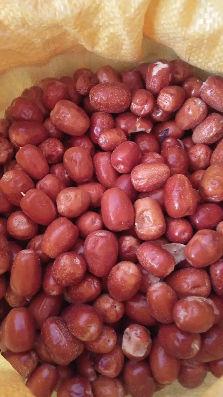 سنجد|خوردنی و آشامیدنی|میامی, |دیوار