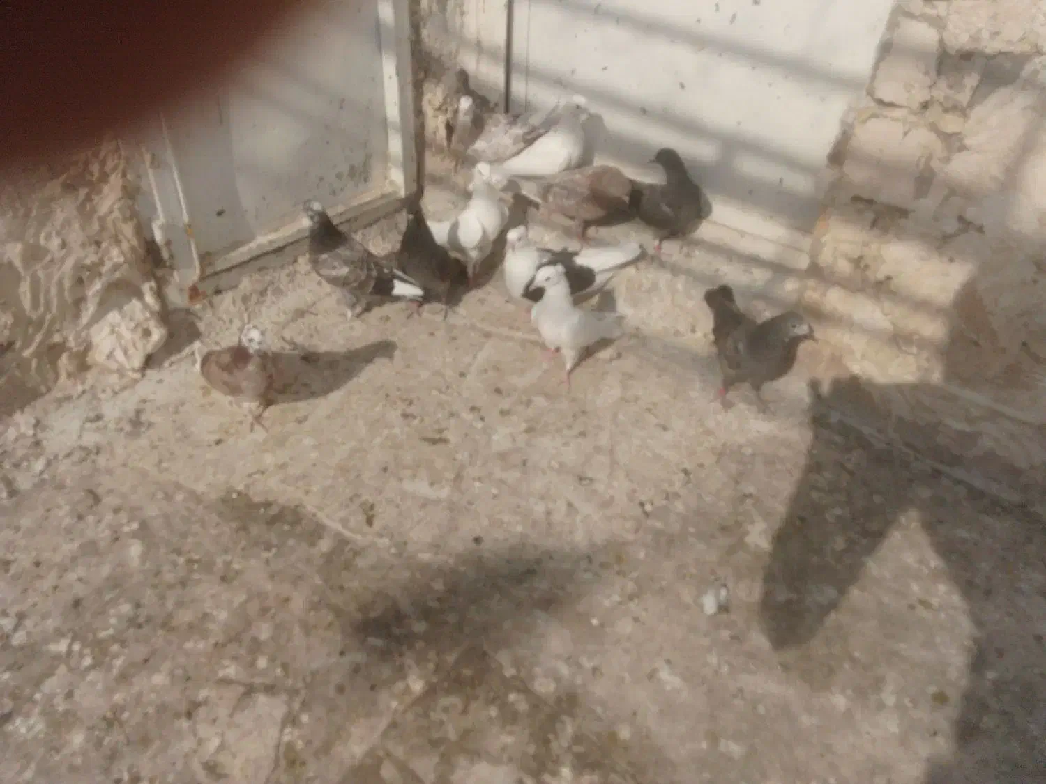 جوجه گرویی پرشی|پرنده|قنوات, |دیوار