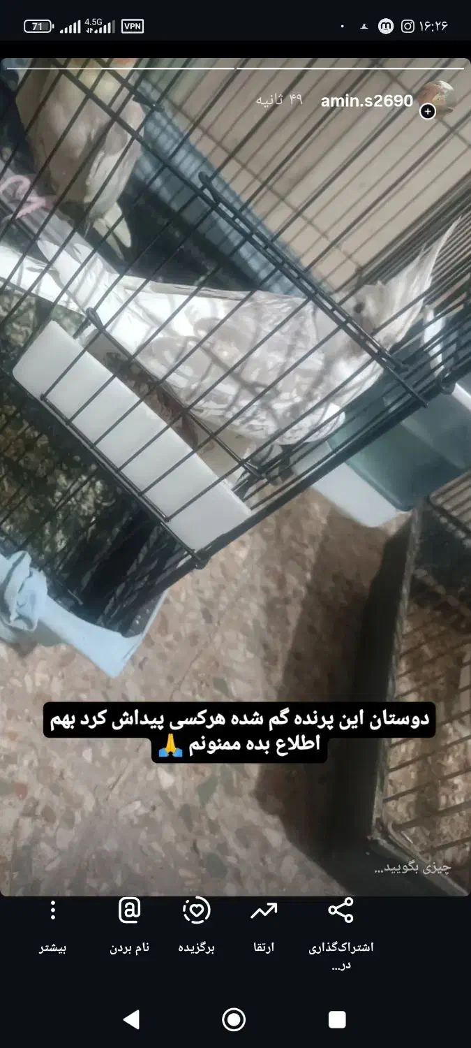 عروس هلندی گم شده|پرنده|پلدختر, |دیوار