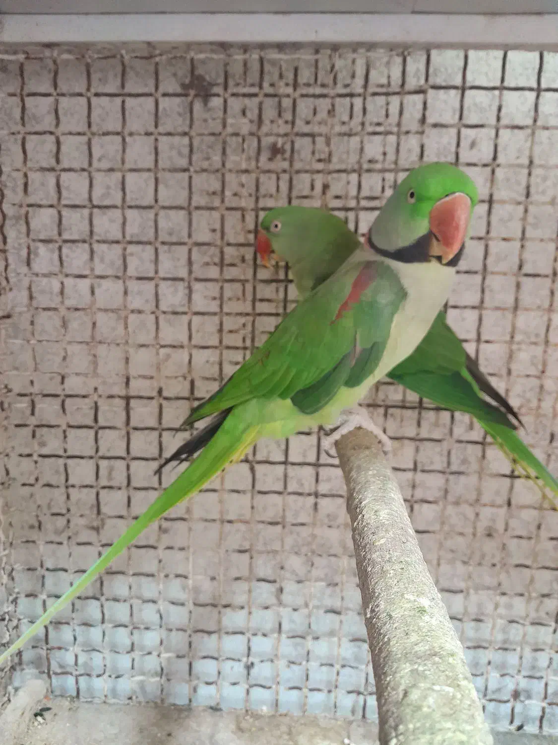 فروش تعداد طوطی|پرنده|پارسیان, |دیوار