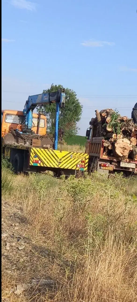 خرید چوب|خدمات باغبانی و درختکاری|اسدآباد, |دیوار