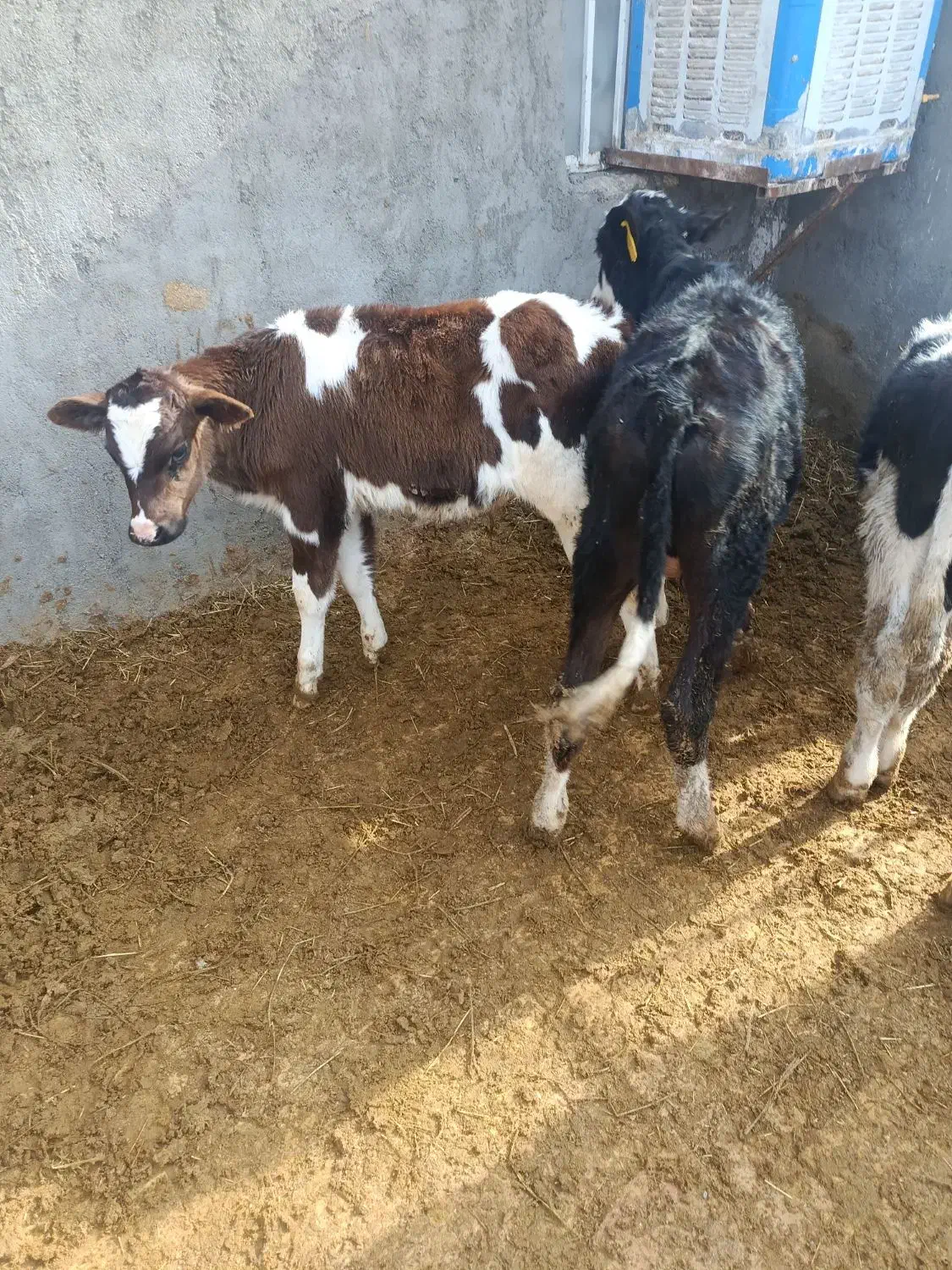 گوساله نر نود کیلویی|حیوانات مزرعه|جعفرآباد, |دیوار