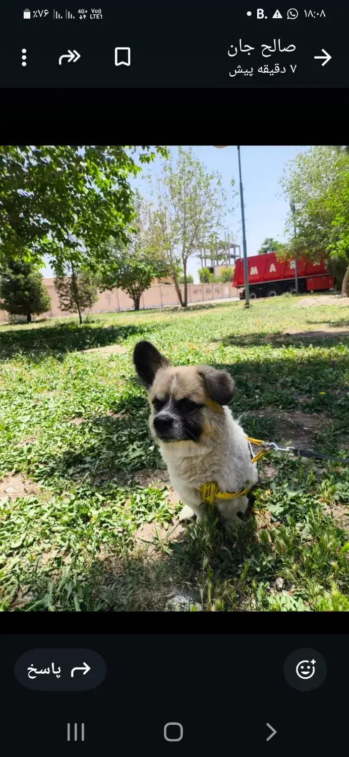 واگذاری یک سگ پاکوتاه|سگ|سیرجان, |دیوار