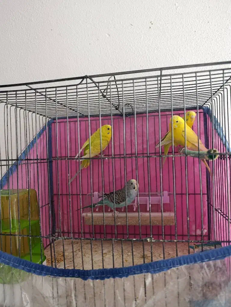 پرنده های خوش صدا|پرنده|شیراز, شهرک جماران|دیوار