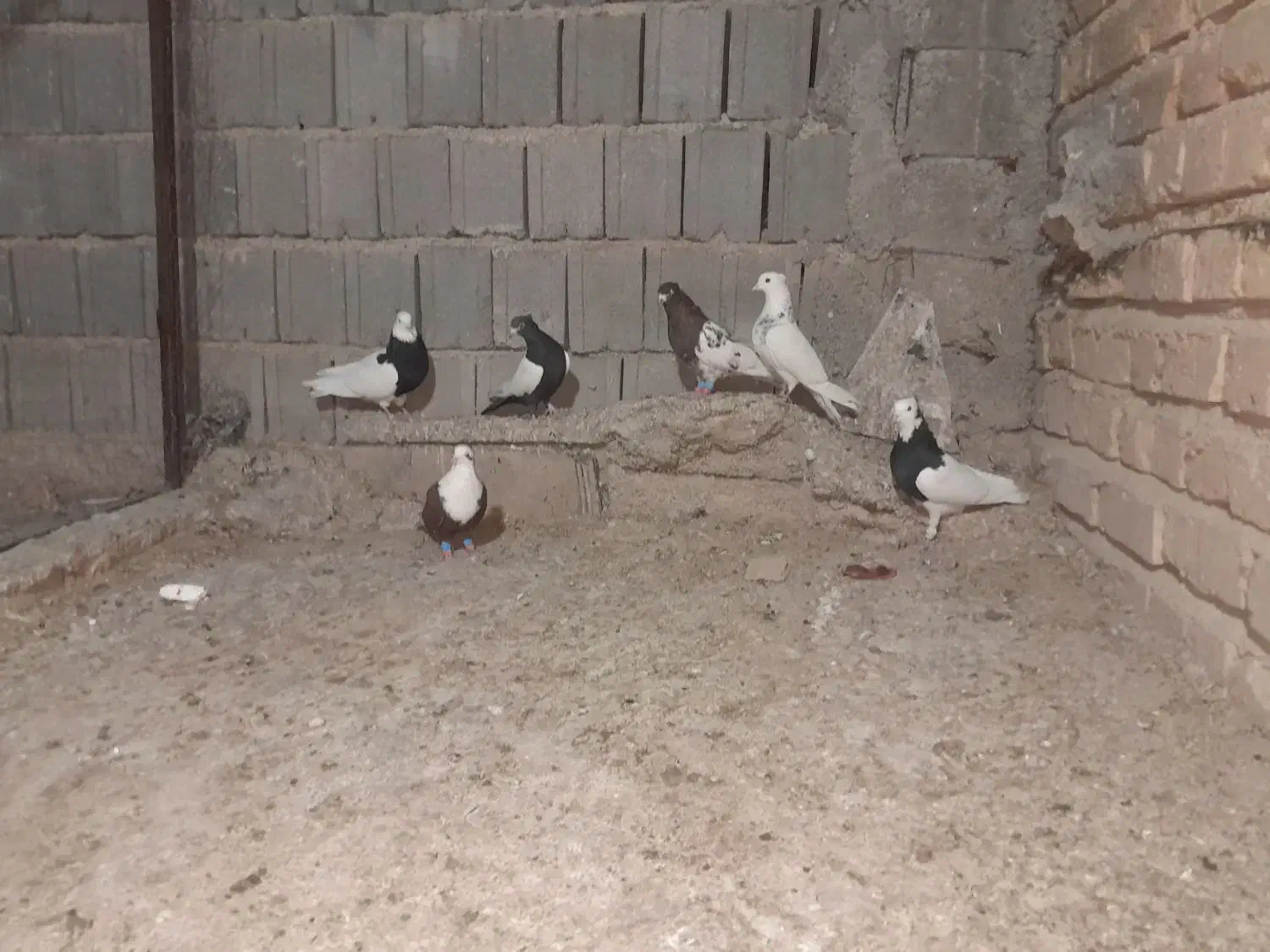 کبوتر بهبهونی نر رنگی|پرنده|شیراز, کاراندیش|دیوار