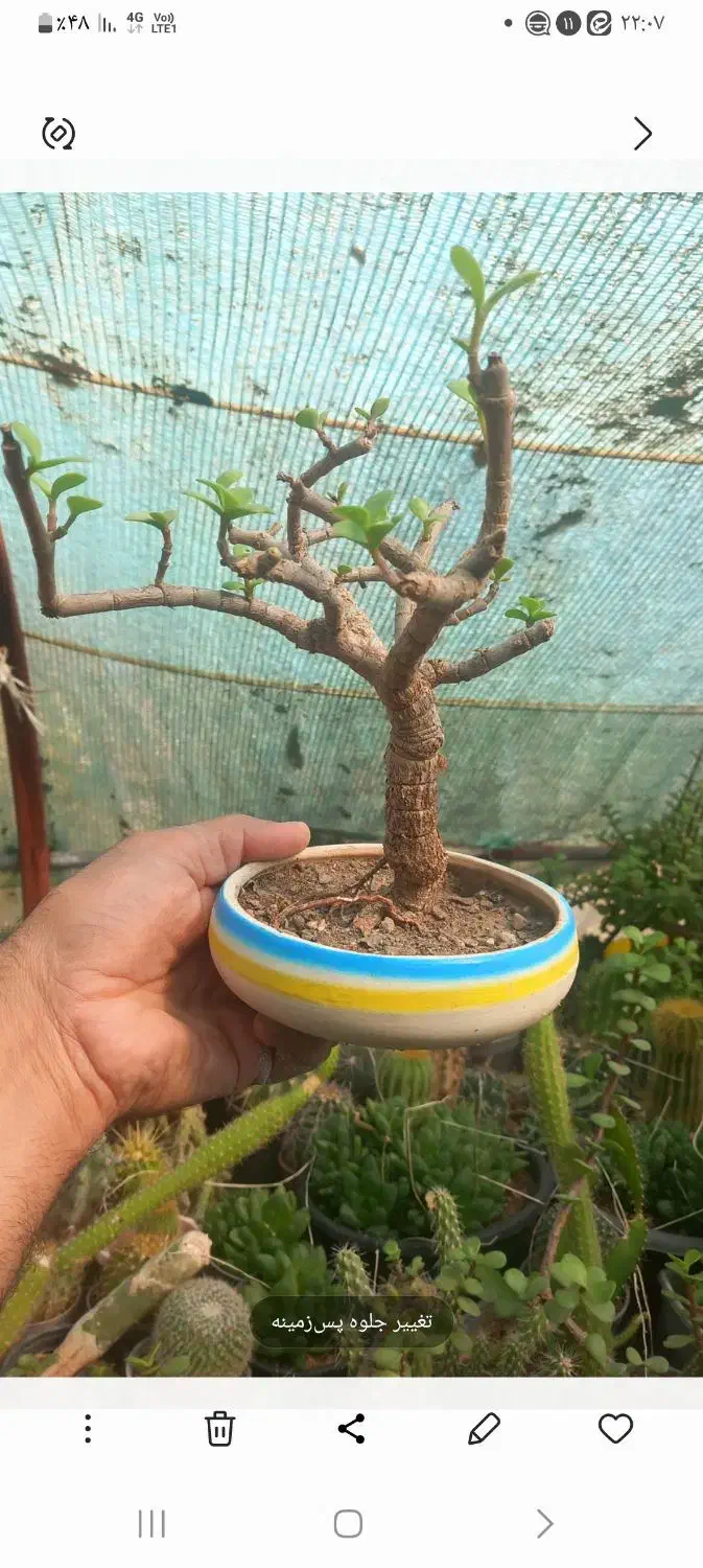 تولید وعرضه گل وگیاه|گل و گیاه طبیعی|زرند, |دیوار