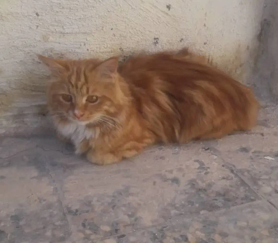 گربه پرشین،قهوه ایی وسفید|گربه|رفسنجان, |دیوار