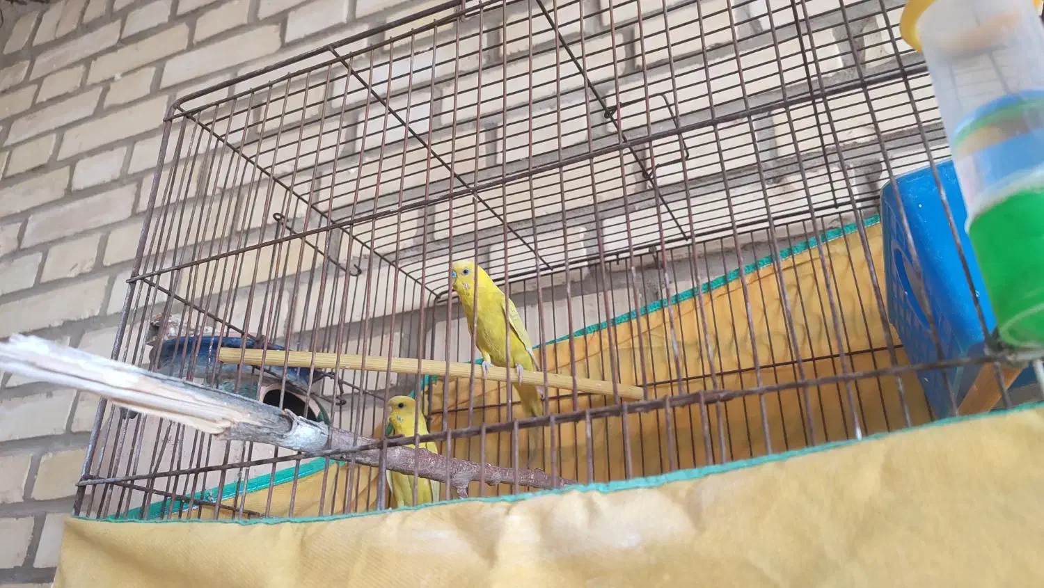 مرغ عشق سالم و سرحال|پرنده|لالجین, |دیوار