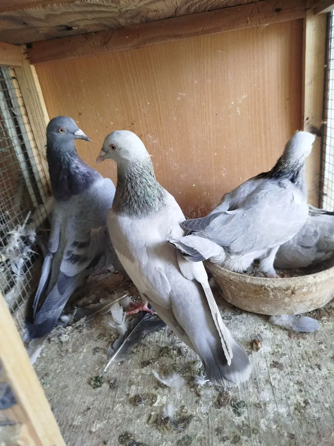 با سلام کفتر درجه یک برا کفتر باز درجه یک ذات دار|پرنده|شیراز, لب آب|دیوار