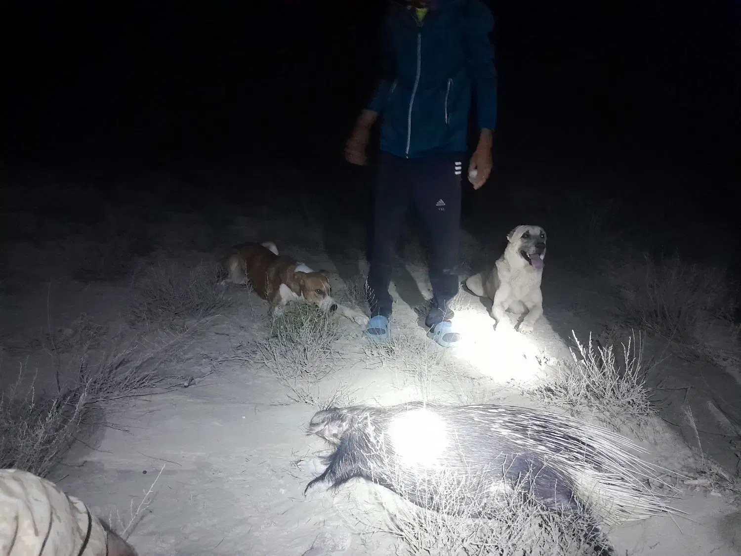 سگ ماده|سگ|مانه, |دیوار