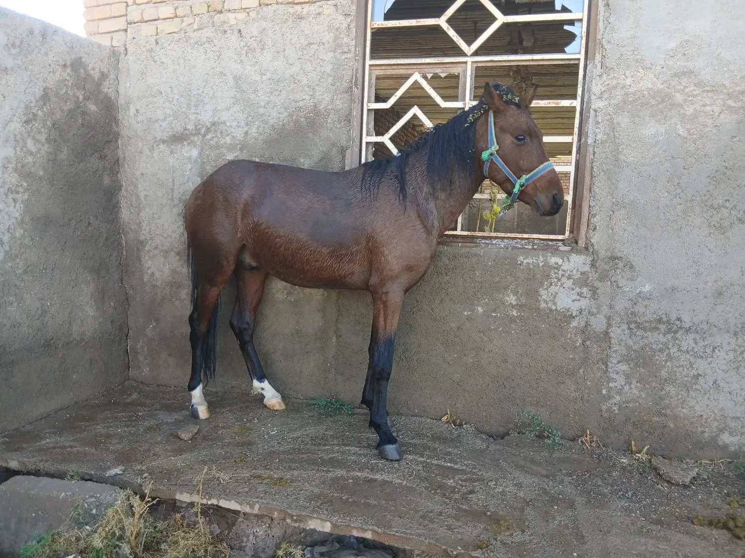 اسب|اسب و تجهیزات اسب‌سواری|قزوین, |دیوار