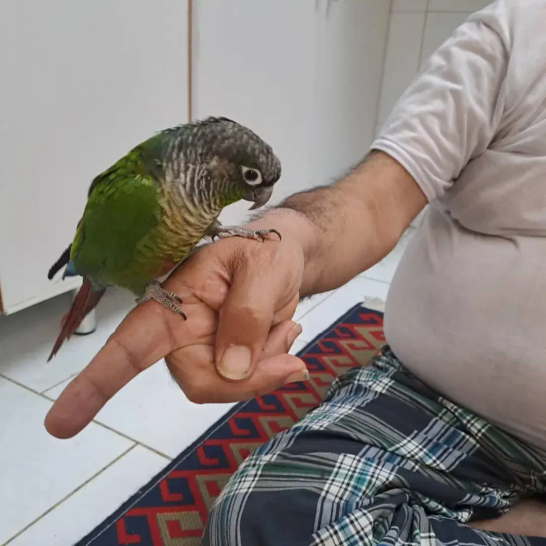 پرنده|پرنده|شاهینشهر, شهرک امام علی|دیوار