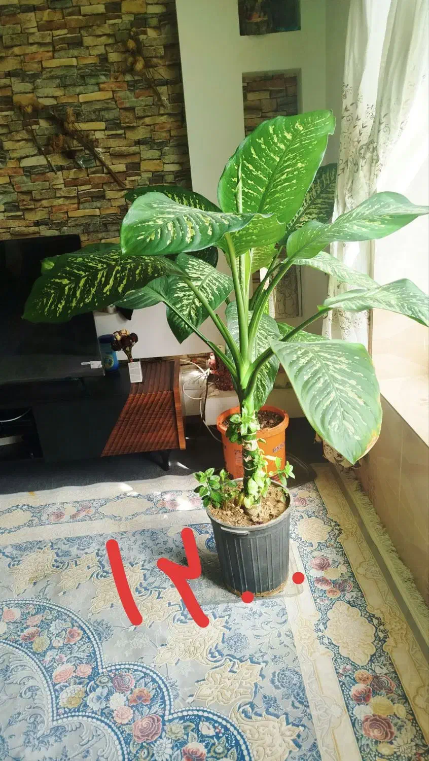 گل دیفن باخیا|گل و گیاه طبیعی|شیراز, گویم|دیوار