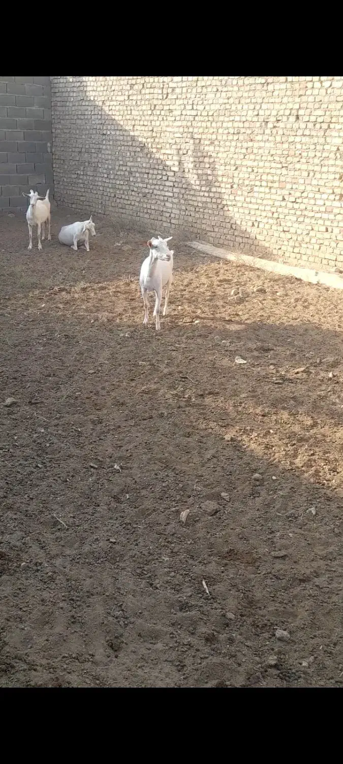 گوسفند|حیوانات مزرعه|میبد, |دیوار