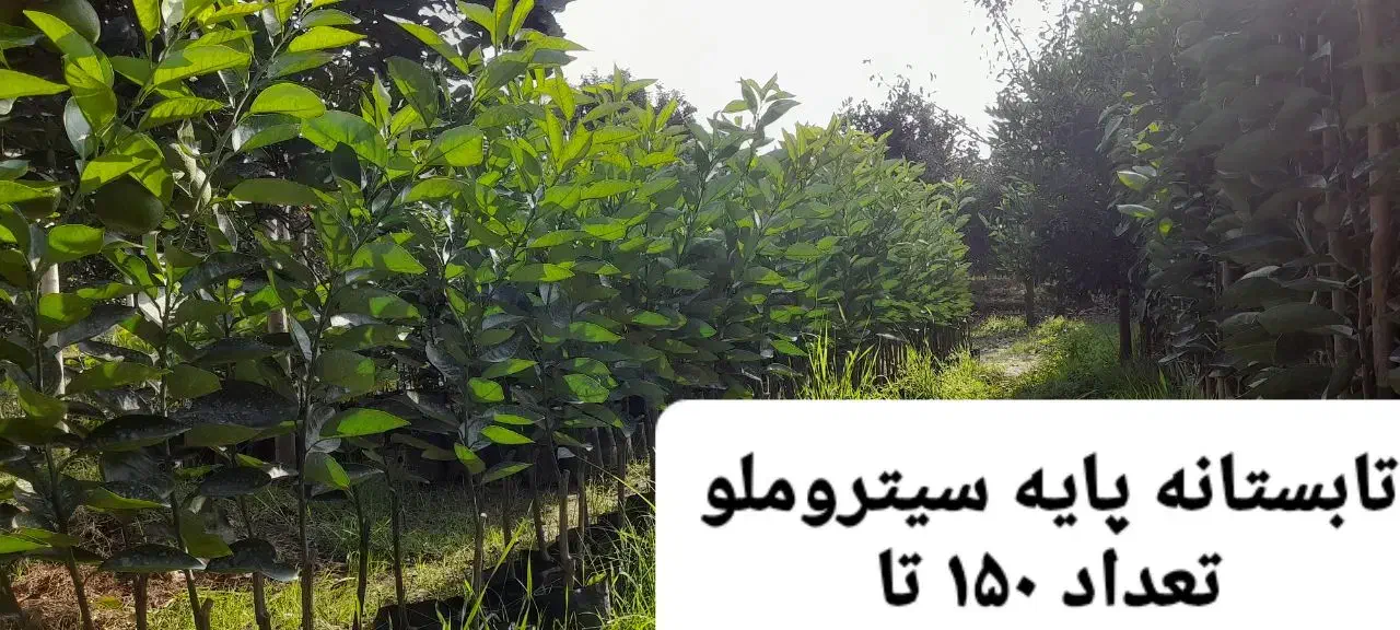 فروش نهال مرکبات رو پایه نارنج ، سیتروملو و c35|خدمات باغبانی و درختکاری|گتاب, |دیوار