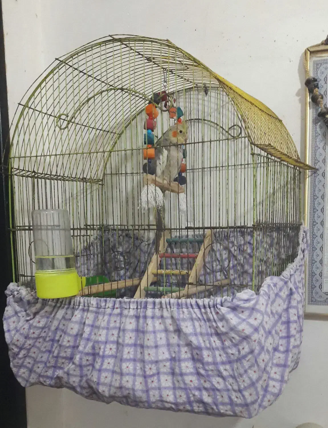 عروس هلندی|پرنده|خرمشهر, |دیوار