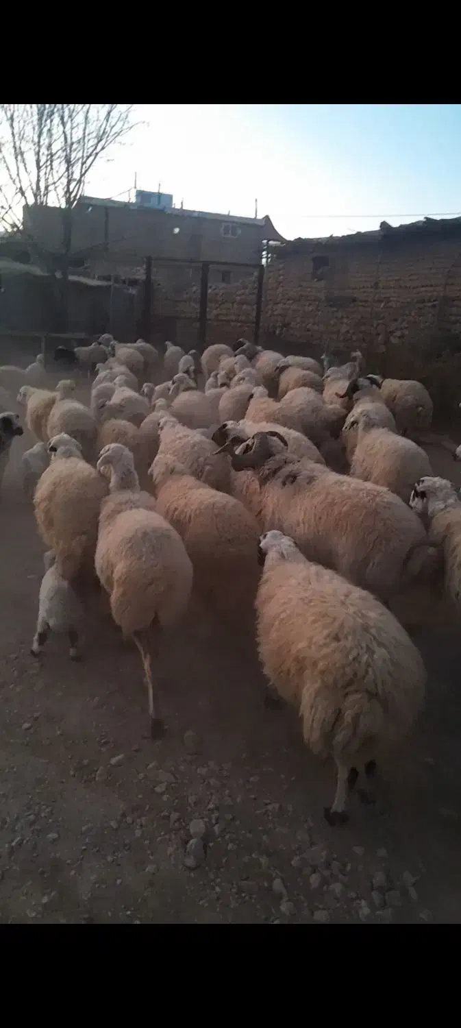 گوسفند|حیوانات مزرعه|کامفیروز, |دیوار