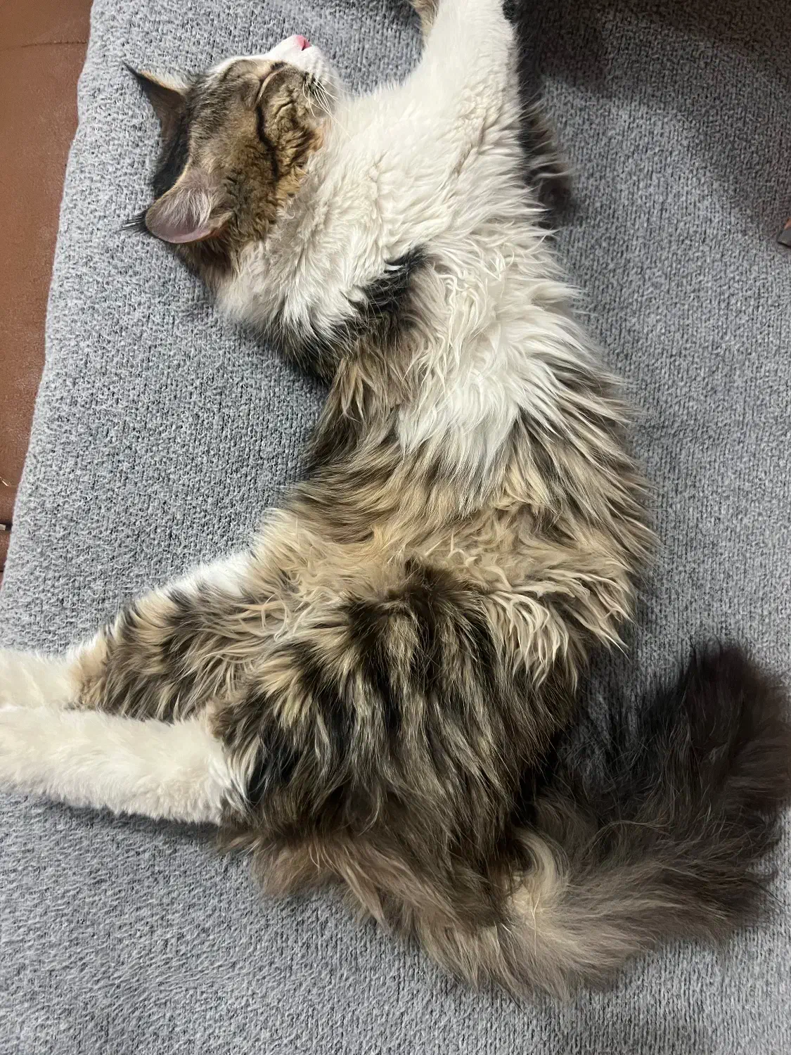 واگذاری گربه|گربه|رفسنجان, |دیوار