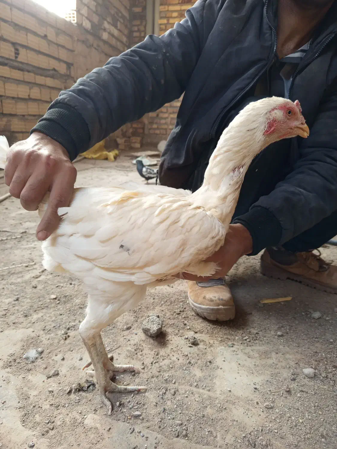 مرغ لاری|حیوانات مزرعه|تربت جام, جامرود|دیوار