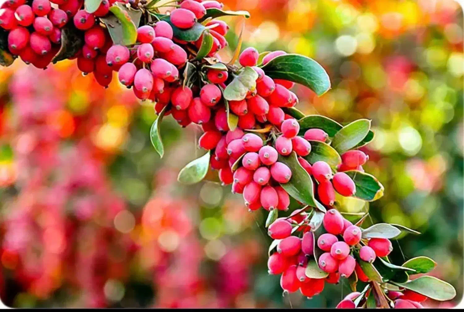 زرشک تازه|خوردنی و آشامیدنی|شیراز, احمدآباد|دیوار