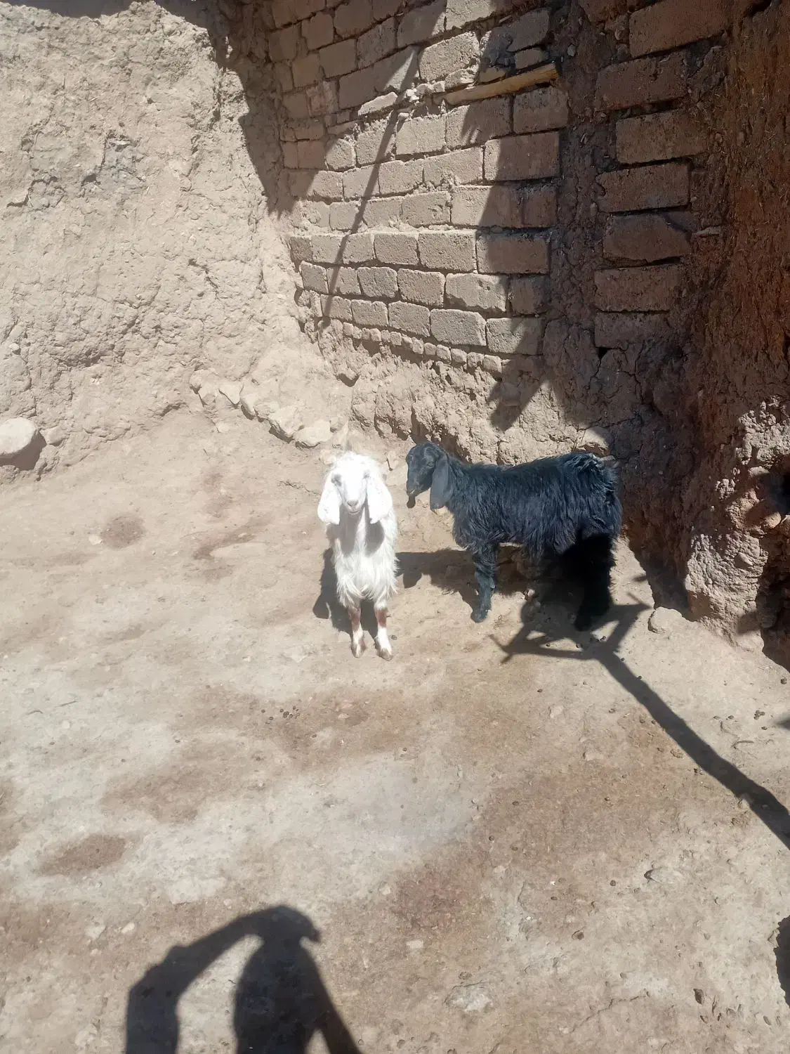 بزغاله ماده|حیوانات مزرعه|صحنه, |دیوار