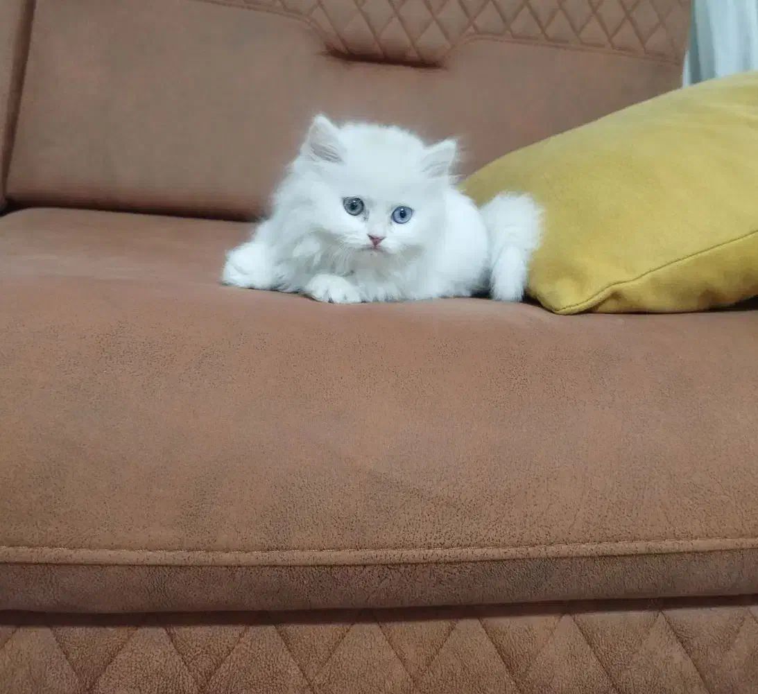 پرشین دالفیس|گربه|تبریز, |دیوار