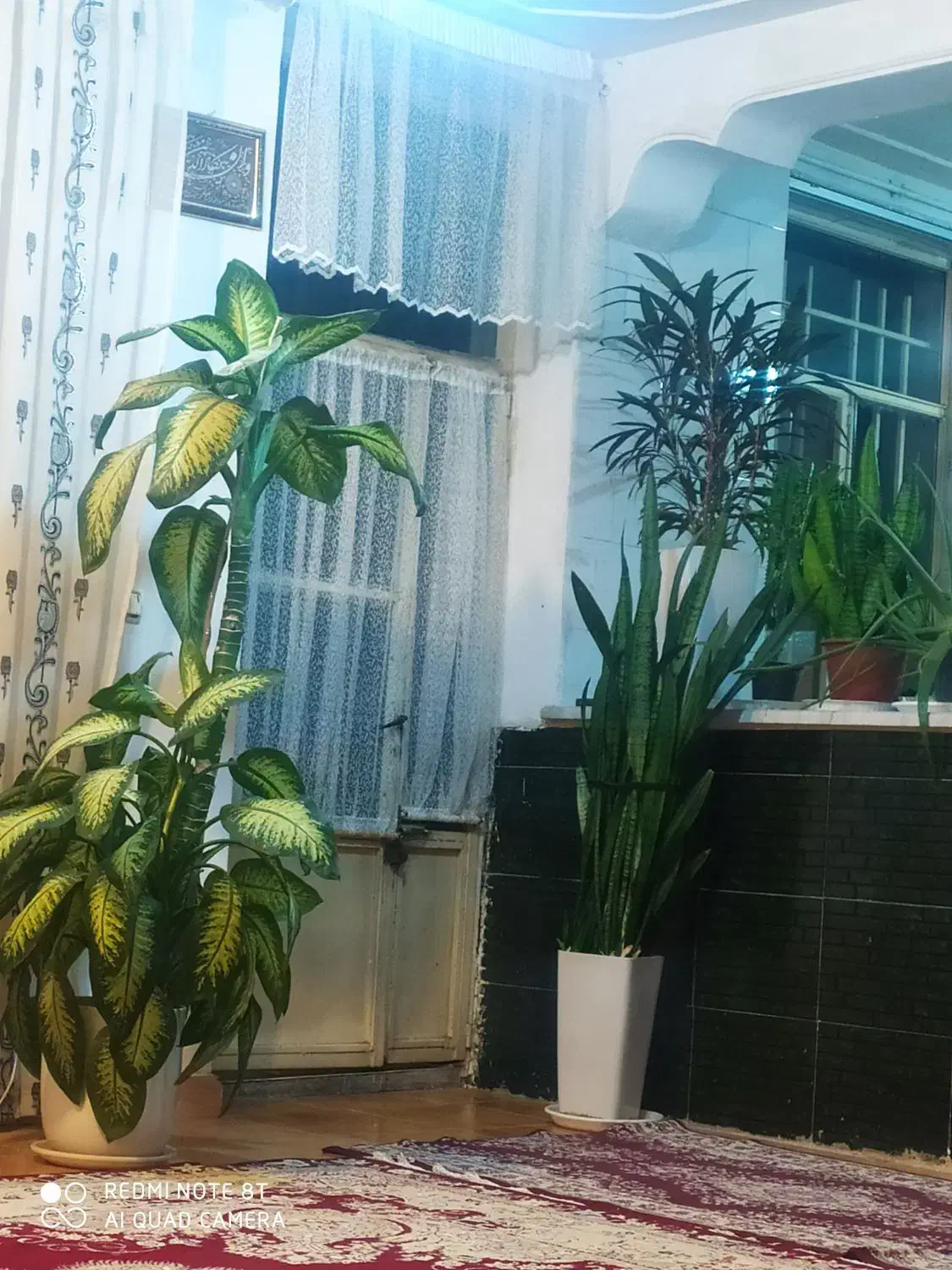 گل زیبا دیفن|گل و گیاه طبیعی|بیستون, |دیوار