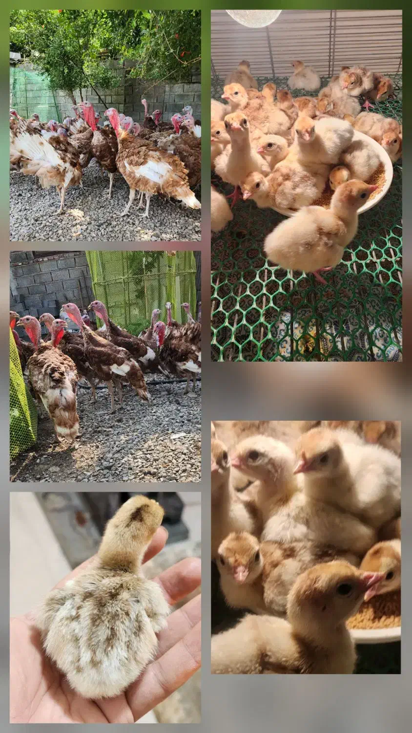 فروش جوجه بوقلمون برنز و بوربون|حیوانات مزرعه|بابل, |دیوار