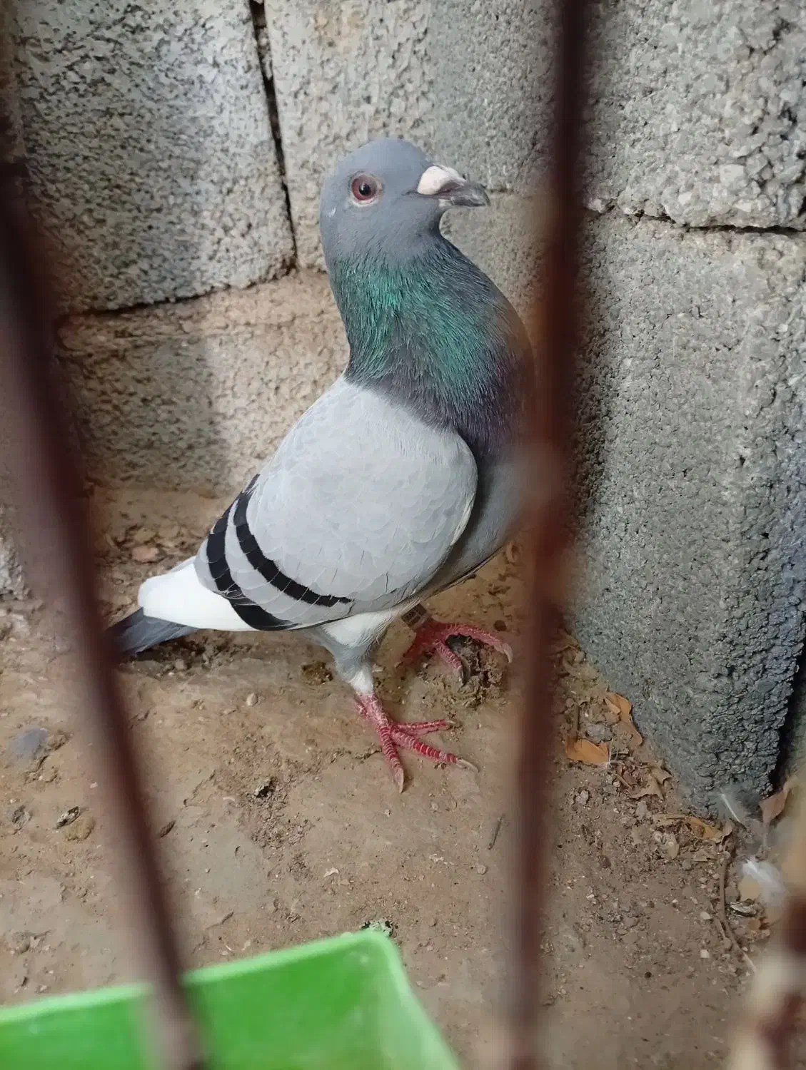 کبوتر پلاکی|پرنده|آبپخش, |دیوار