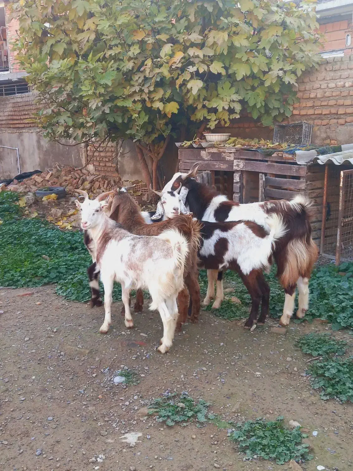 توقلی ماده چاق گوسفند بره دار بزغاله|حیوانات مزرعه|آق قلا, |دیوار