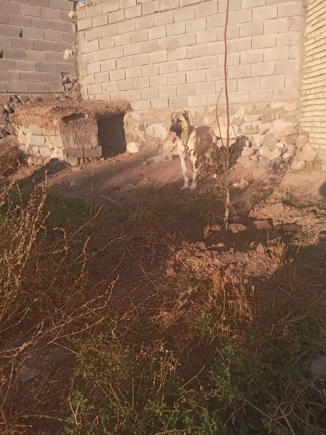 سگ سرابی یک ساله|سگ|بستان آباد, |دیوار