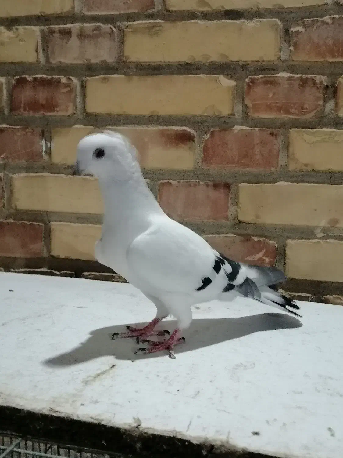 دورگ و رنگی|پرنده|شوشتر, |دیوار