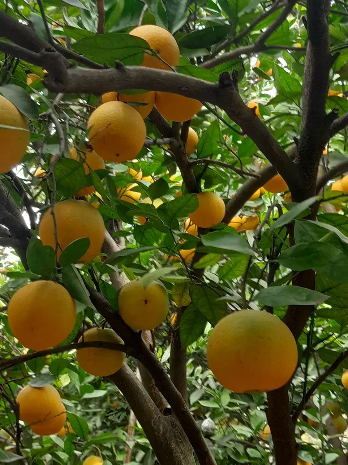 فروش پرتغال تامسون|خدمات باغبانی و درختکاری|سورک, |دیوار