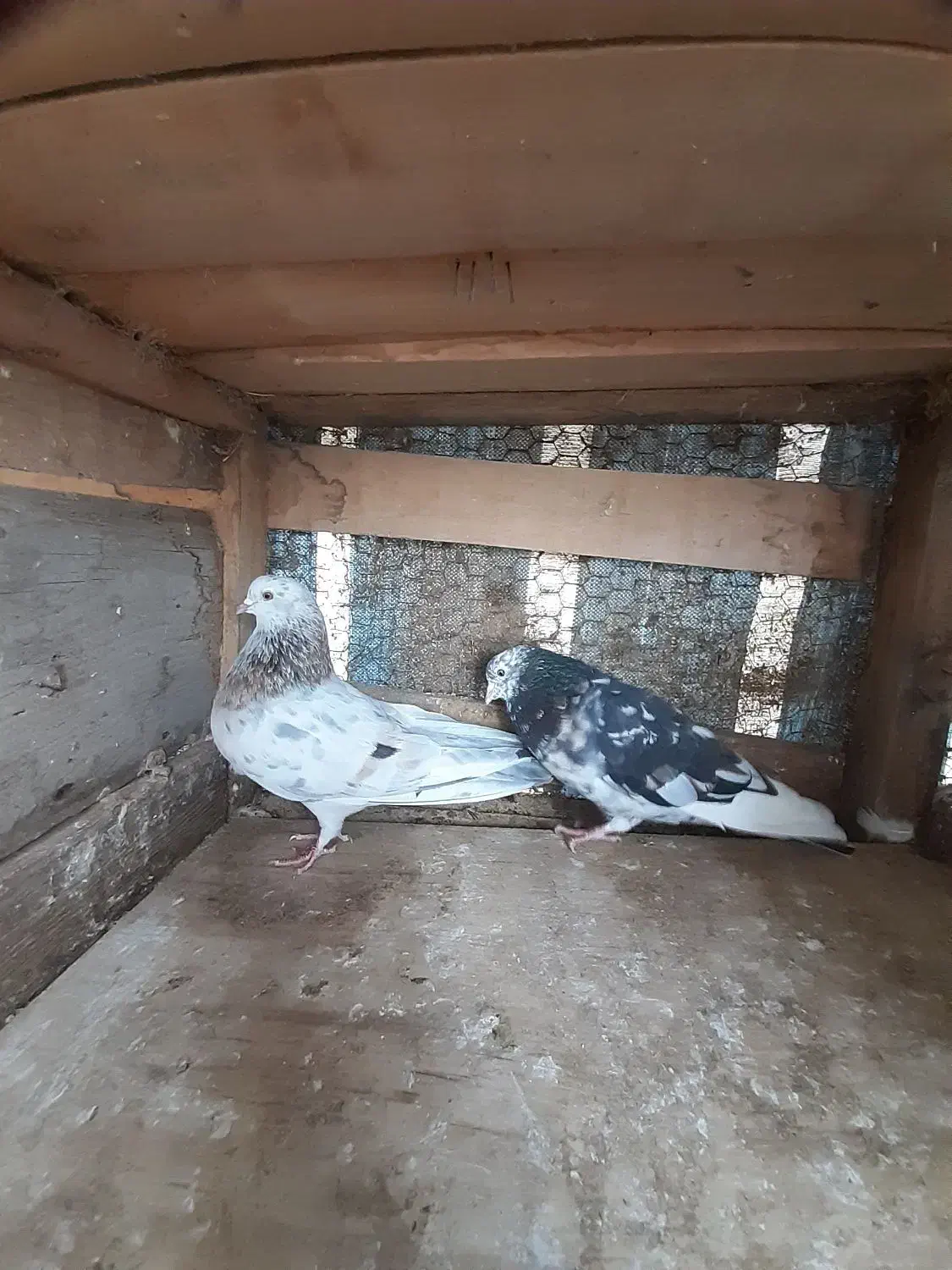 ۷ جفت کبوتر|پرنده|رشت, توشیبا|دیوار