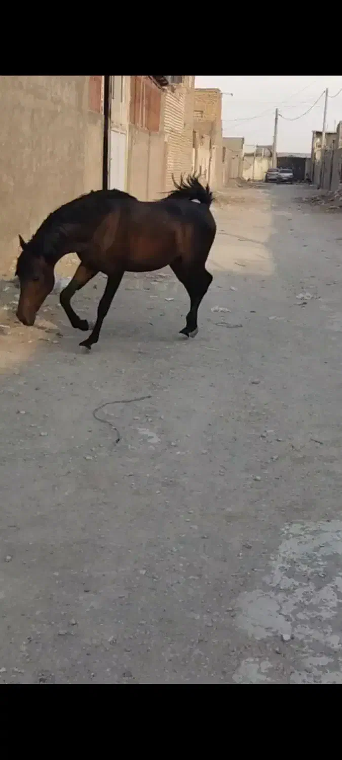 سراج کری نریون کرددوسر تاییدیه|اسب و تجهیزات اسبسواری|اصفهان, حصه جنوبی|دیوار