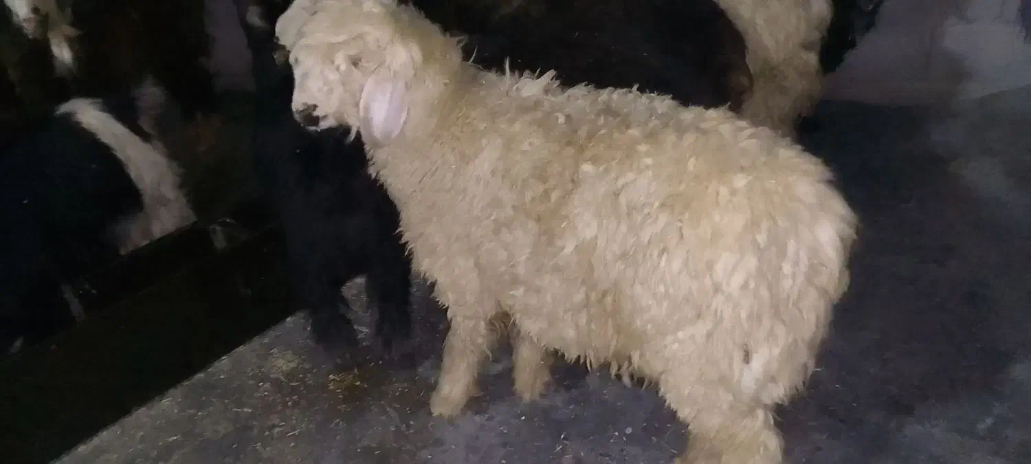 گوشت بره|حیوانات مزرعه|مسجد سلیمان, |دیوار