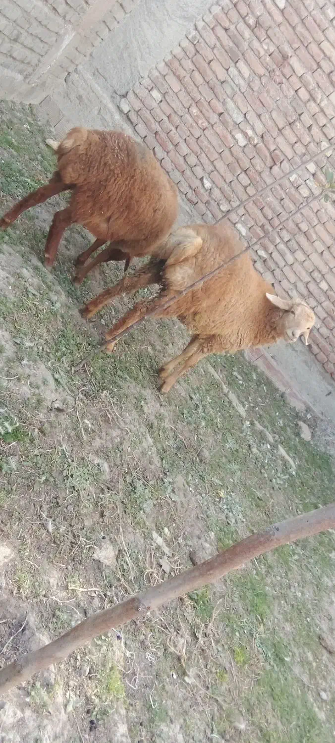 بر شیر مست|حیوانات مزرعه|اردبیل, |دیوار