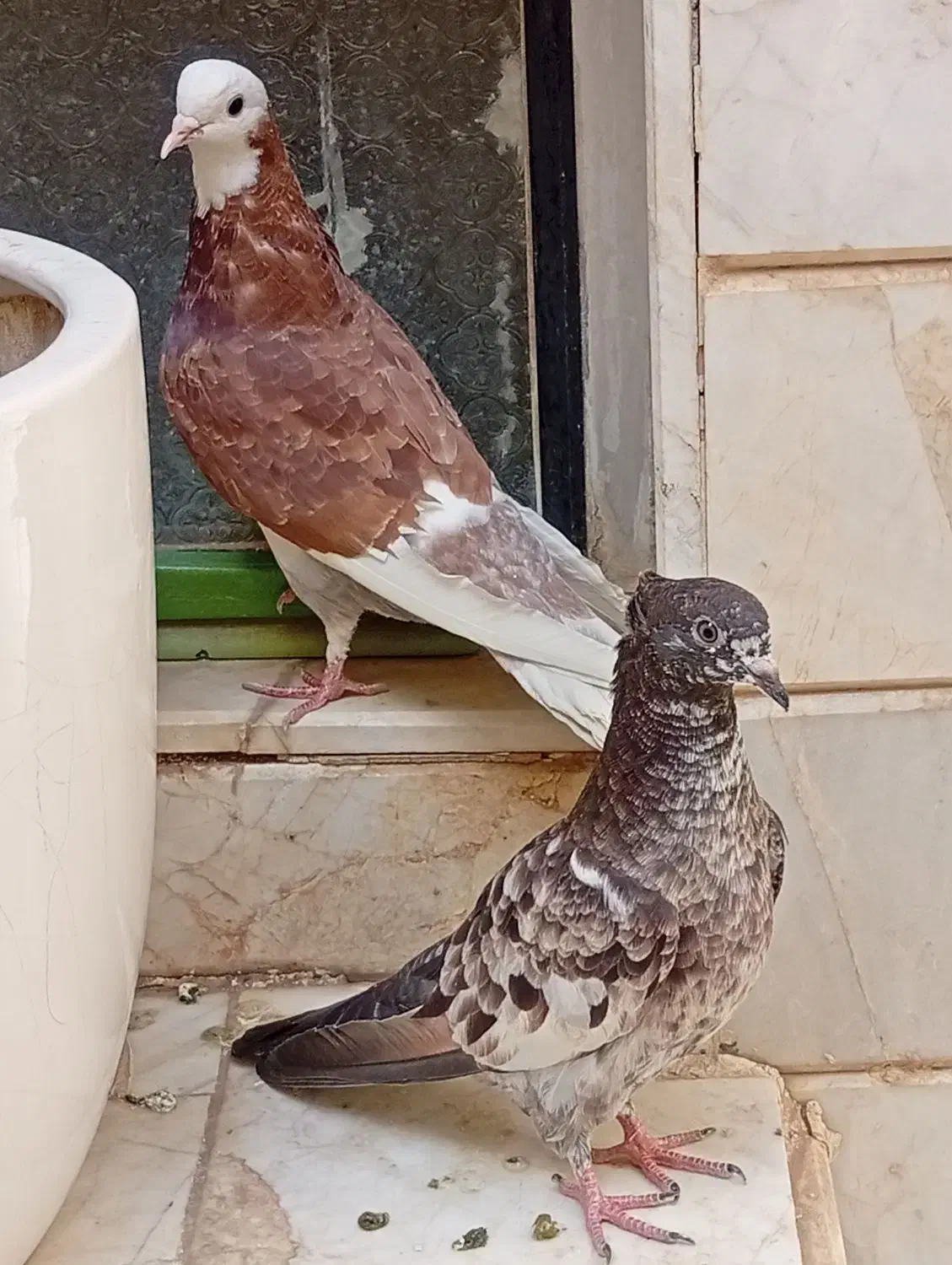 کفتر گمشده|پرنده|قم, قلعه یزدیها|دیوار