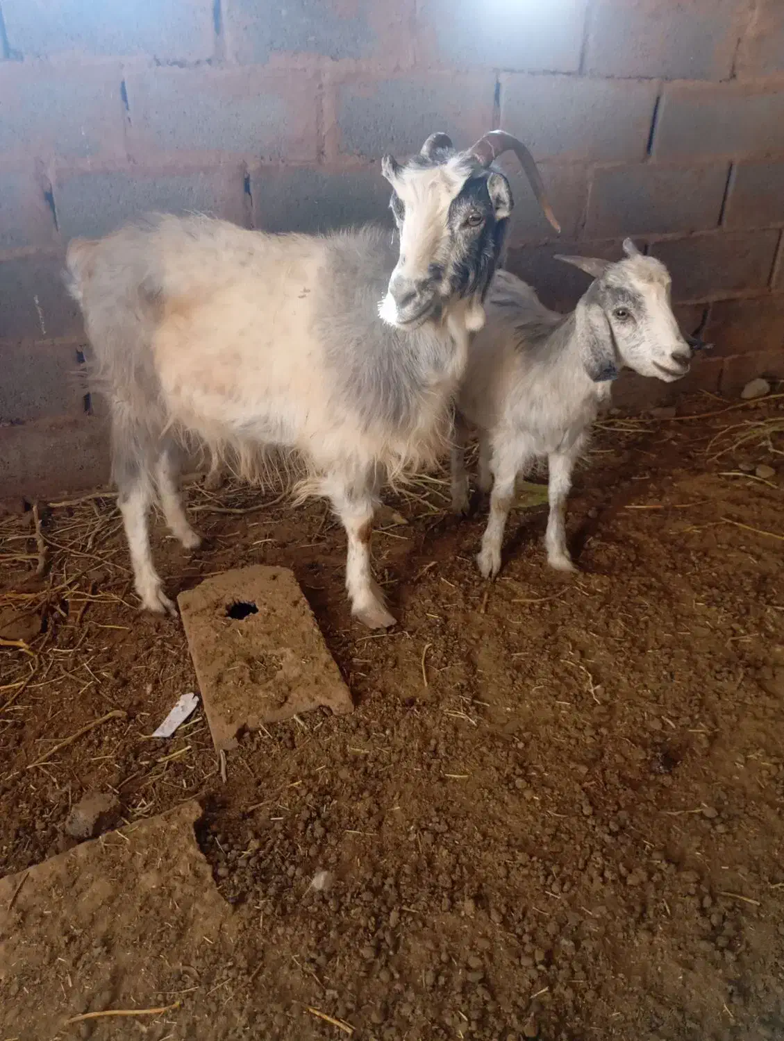 بز کره|حیوانات مزرعه|زرند, |دیوار