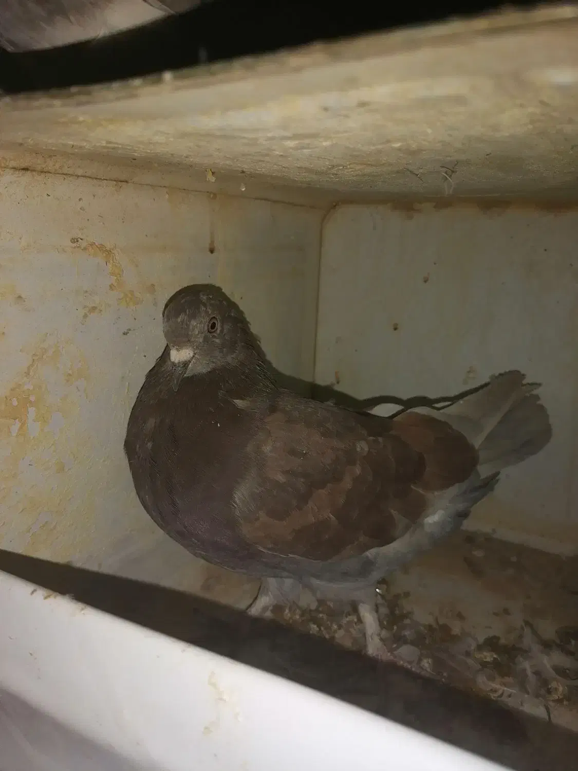 کبوتر زیبا|پرنده|ازنا, |دیوار